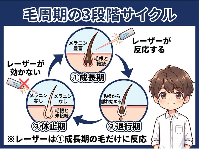 毛周期（成長期・退行期・休止期）の図解